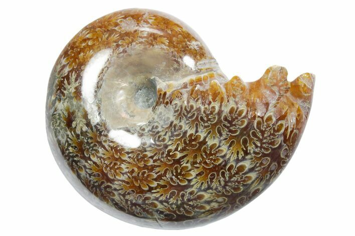 Polished Ammonite (Phylloceras) Fossil - Madagascar #349810